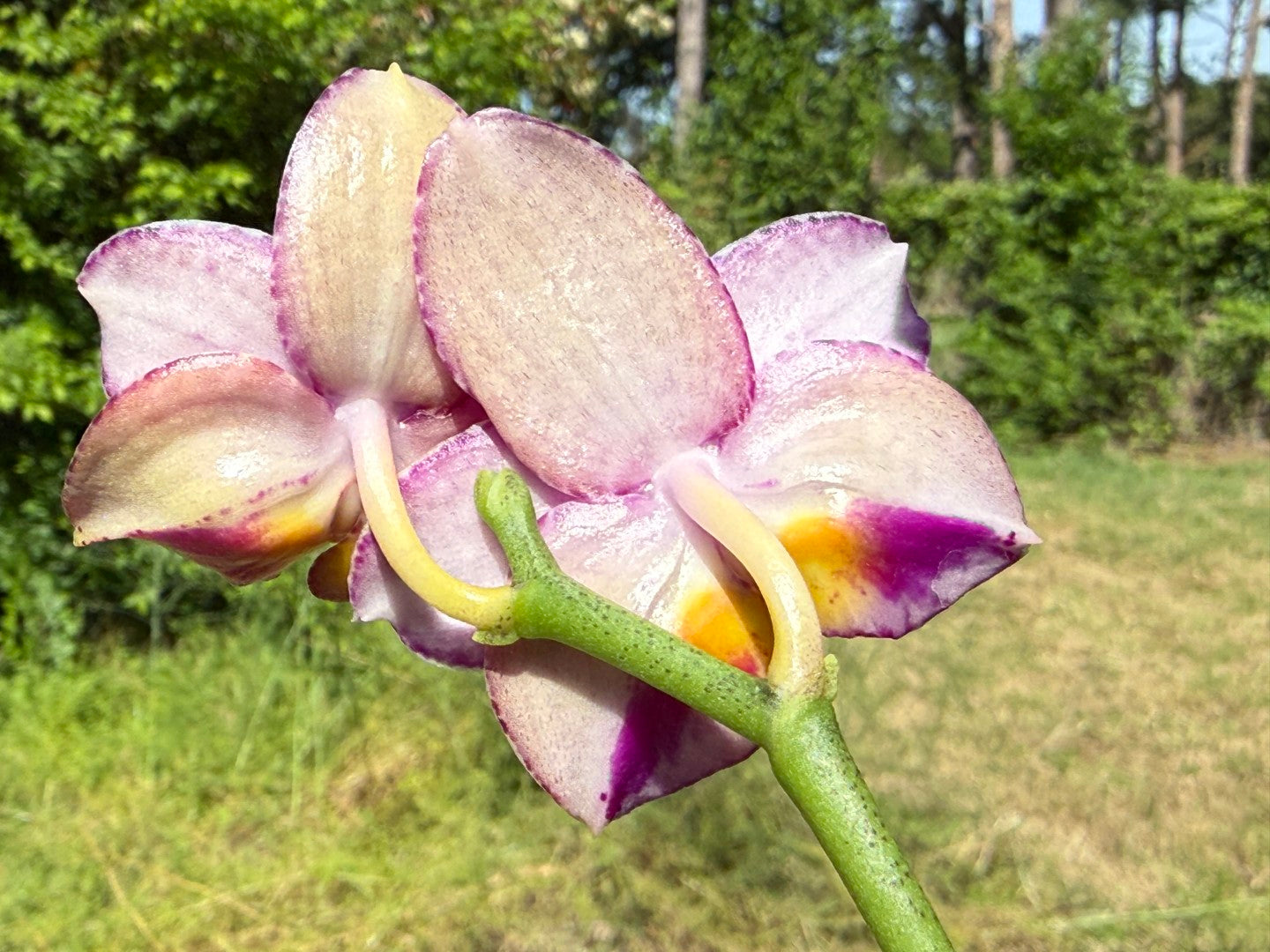Phalaenopsis Mituo Sun X Mituo Speciosa Dragon - Seed Grown 260404 Flowering