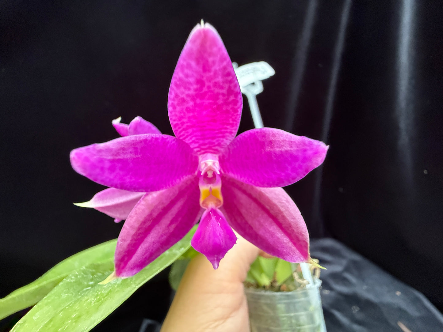 Phalaenopsis Luedde-violacea 250528 Flowering