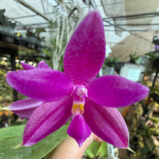 Phalaenopsis Luedde-violacea 250528 Flowering