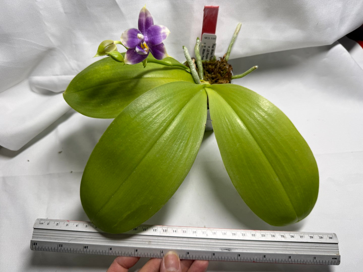 Phalaenopsis Mituo Purple Dragon 'Cyan Crane' 260419 Flowering