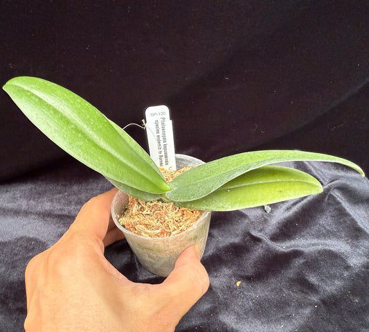 Phalaenopsis kapuasensis - seed grown