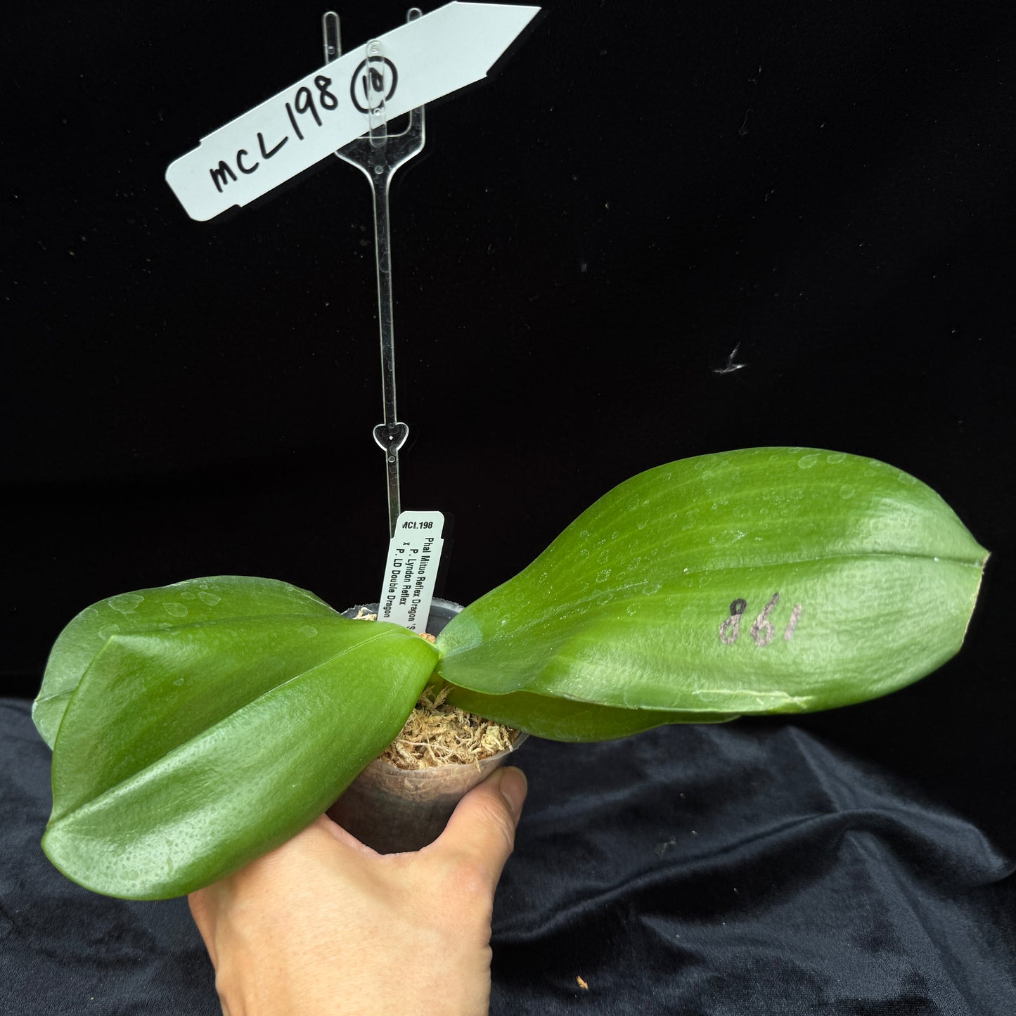 Phalaenopsis Mituo Reflex Dragon 'Sea Ice'