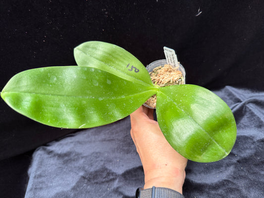 Phalaenopsis Mituo Purple Dragon 'Phalanx' AM/AOS Spiking