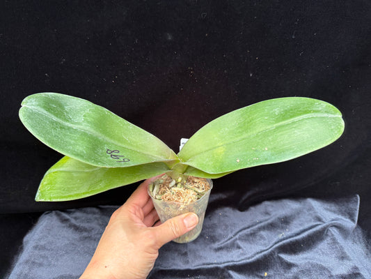 Phalaenopsis Mituo Sunrise 'Angel Rose'