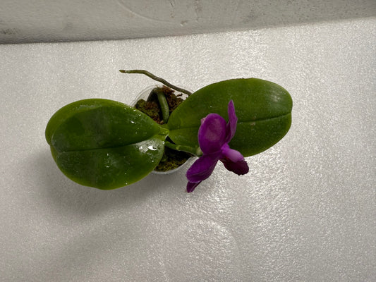 Phalaenopsis No ID Purple Flower - 250611 Flowering