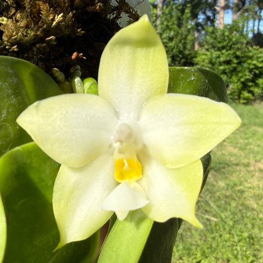 Phalaenopsis violacea var. alba - Seed Grown 260420 Flowering