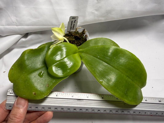 Phalaenopsis violacea var. alba - Seed Grown 260420 Flowering