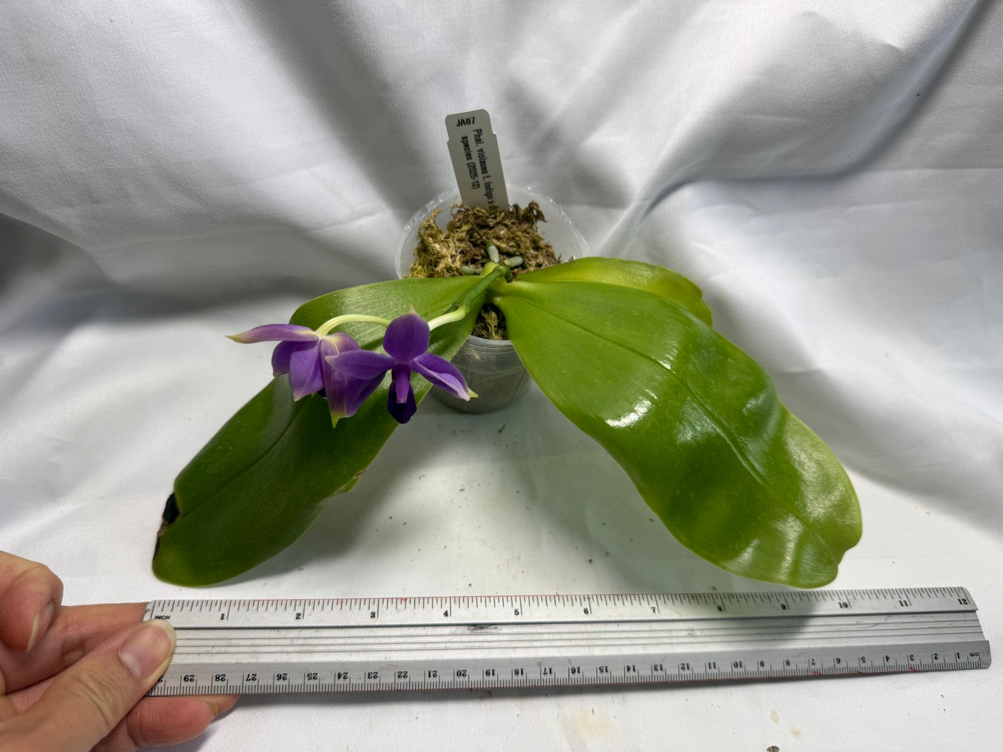 Phalaenopsis violacea f. indigo x sib - Seed Grown 260626-A Flowering