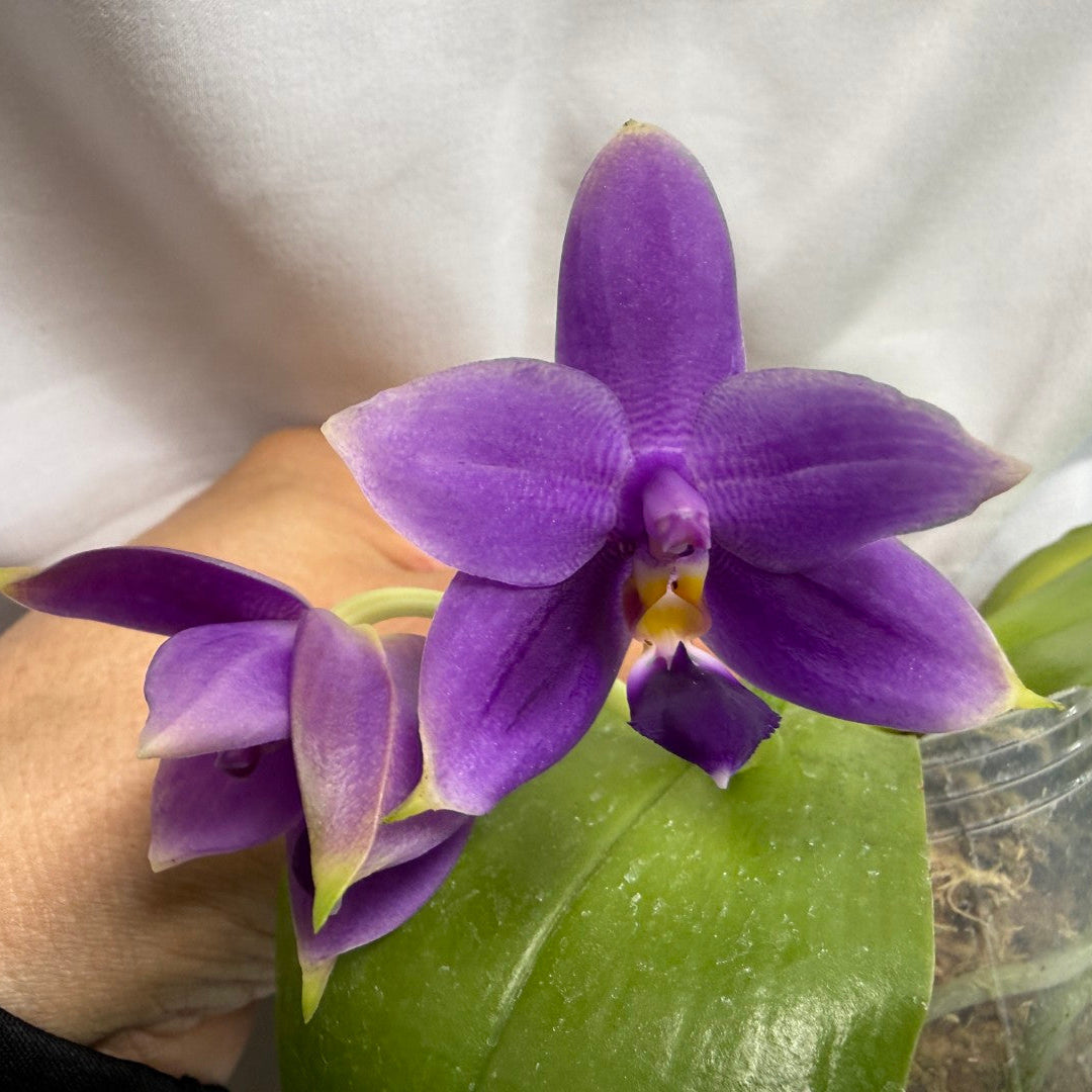 Phalaenopsis violacea f. indigo x sib - Seed Grown 260626-A Flowering