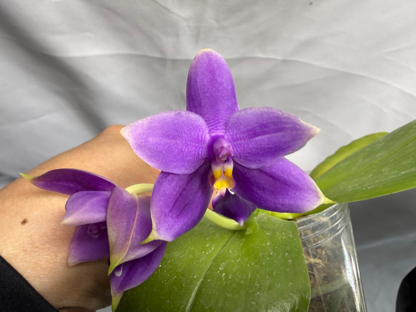 Phalaenopsis violacea f. indigo x sib - Seed Grown 260626-A Flowering