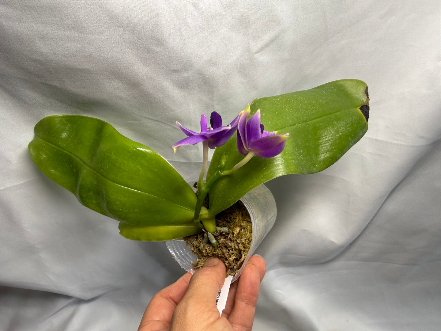 Phalaenopsis violacea f. indigo x sib - Seed Grown 260626-A Flowering