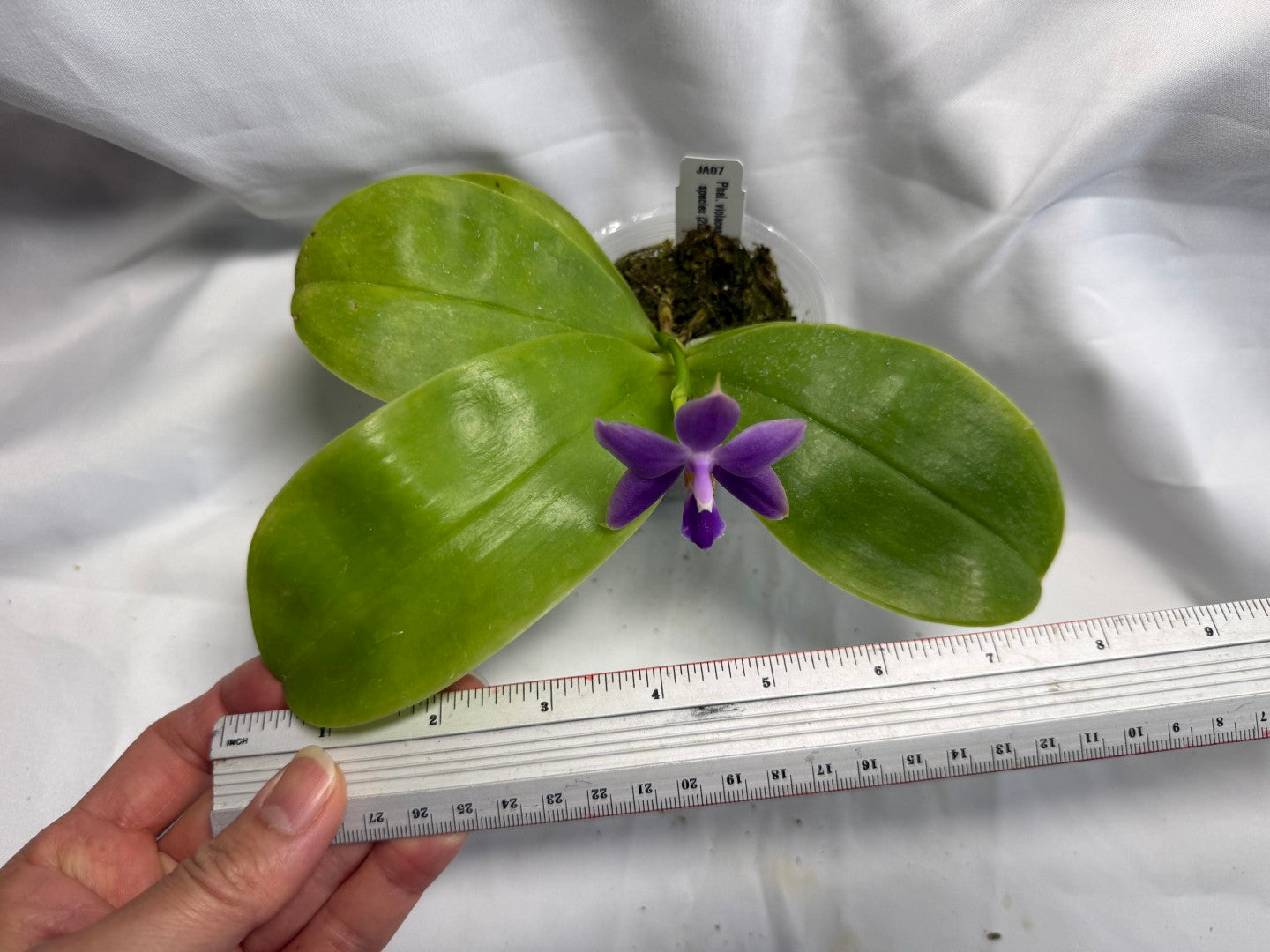 Phalaenopsis violacea f. indigo x sib - Seed Grown 260626-B Flowering
