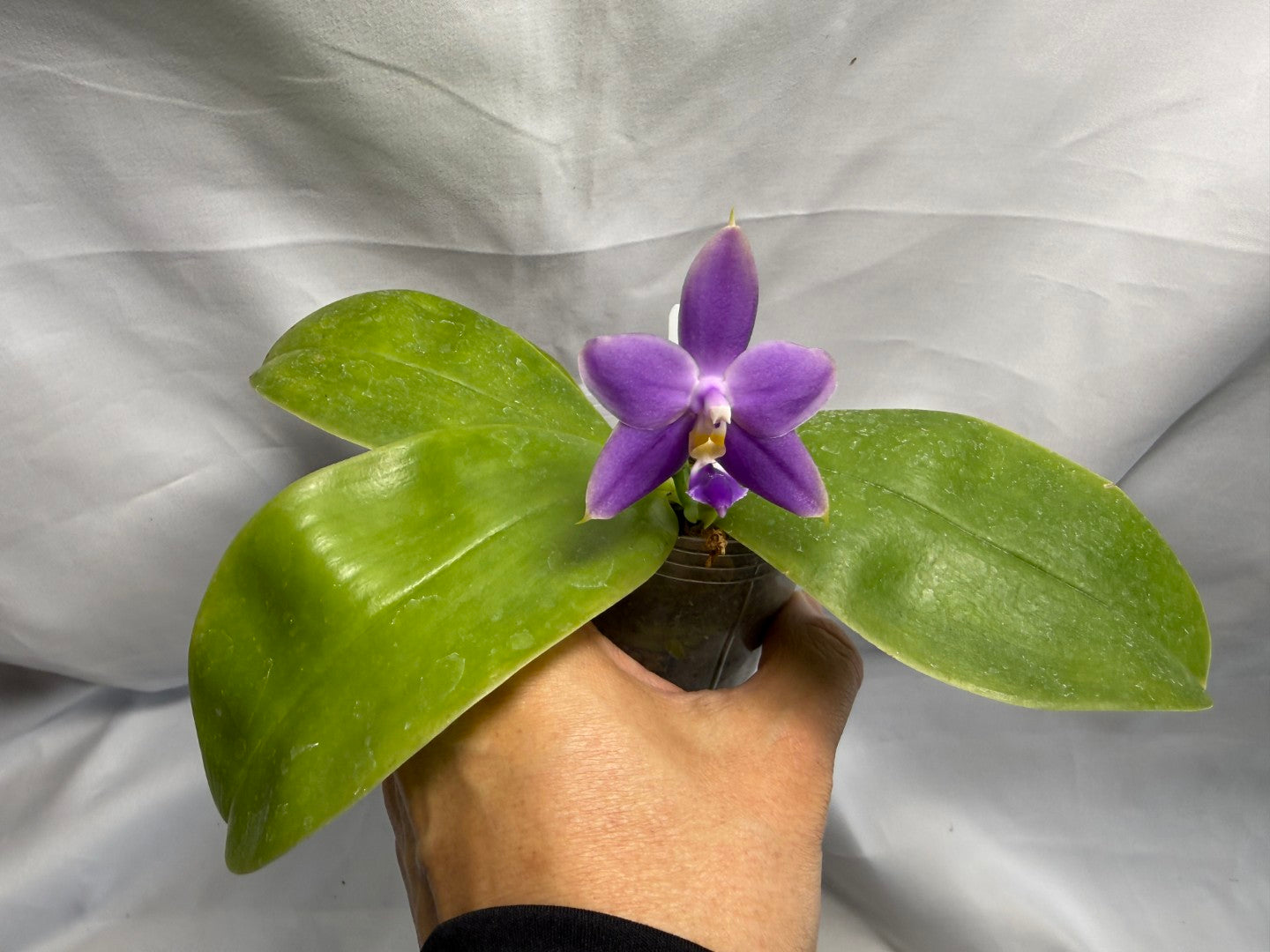 Phalaenopsis violacea f. indigo x sib - Seed Grown 260626-B Flowering