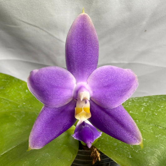 Phalaenopsis violacea f. indigo x sib - Seed Grown 260626-B Flowering