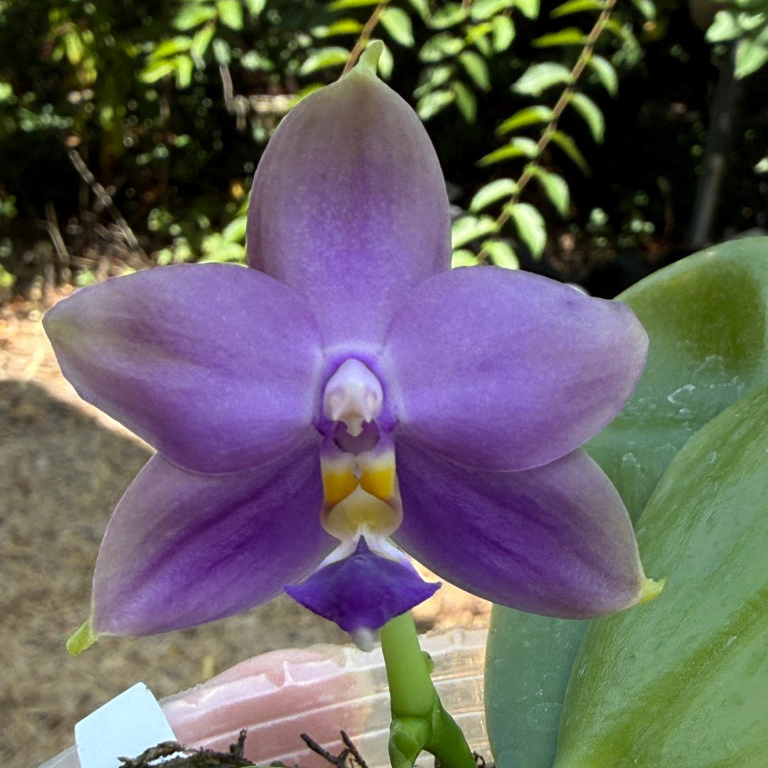 A close-up of a purple phalaenopsis orchid flower with a yellow and white center, growing with green leaves outdoors.