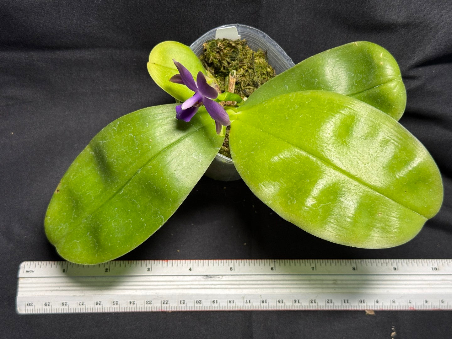 Phalaenopsis violacea f. indigo x sib - Seed Grown 260713 Flowering