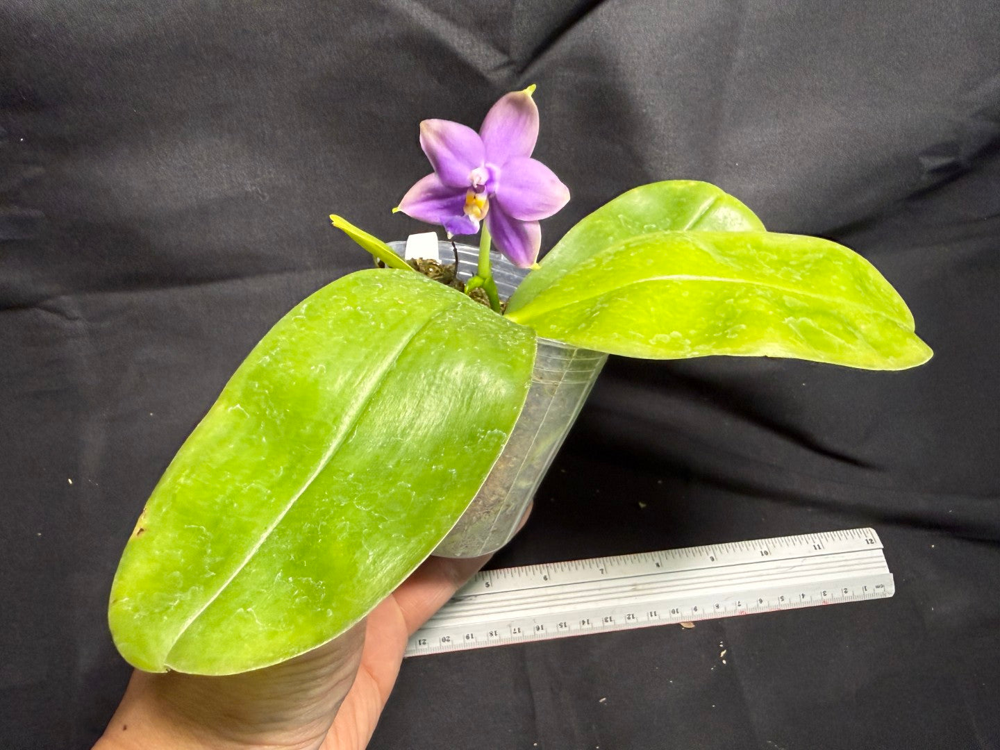 Phalaenopsis violacea f. indigo x sib - Seed Grown 260713 Flowering