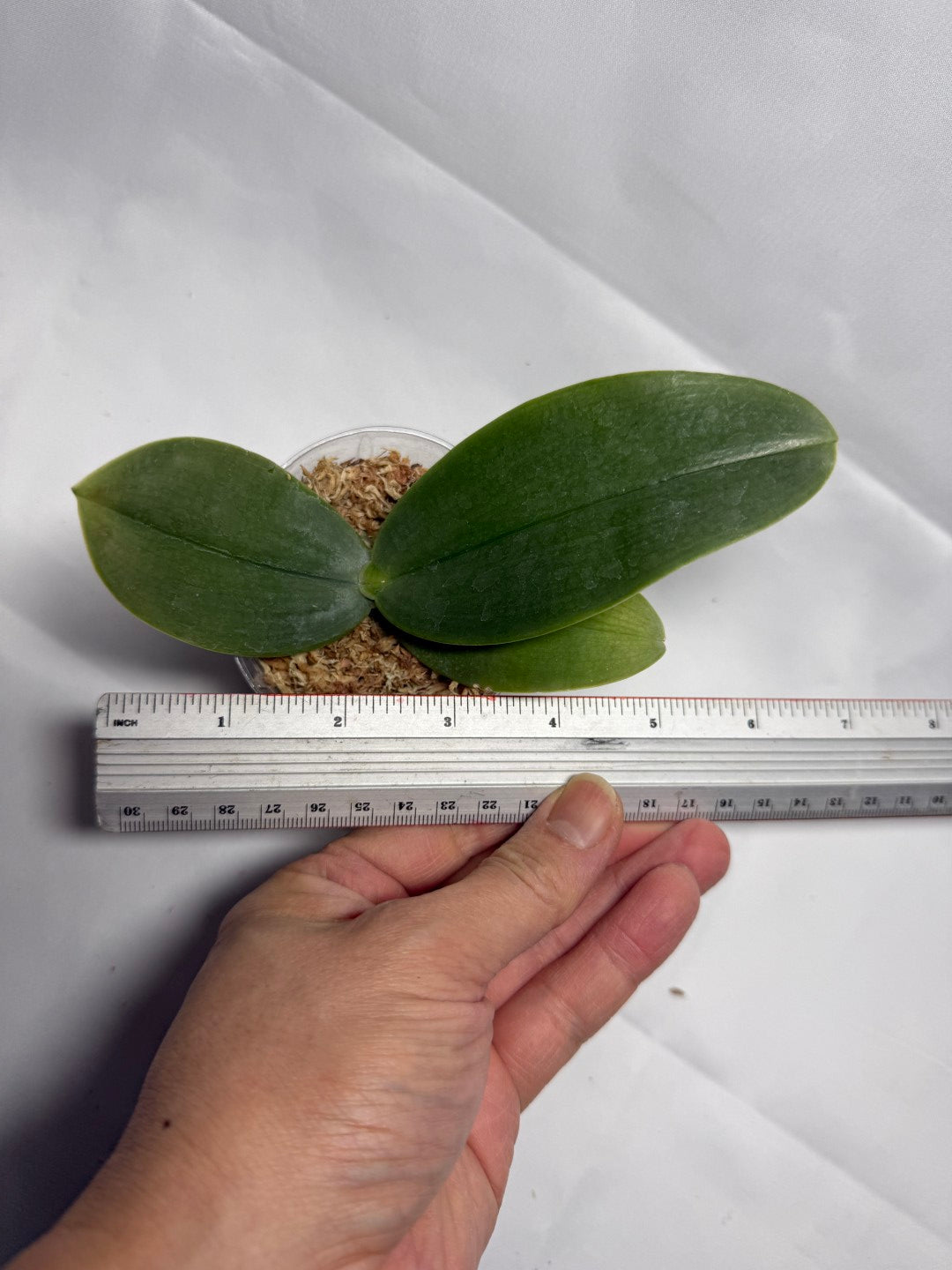 Phalaenopsis gigantea from Sabah - Seed Grown