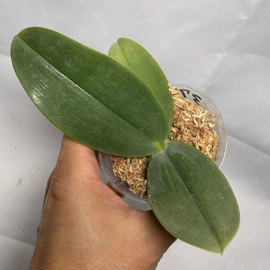 Phalaenopsis gigantea from Sabah - Seed Grown