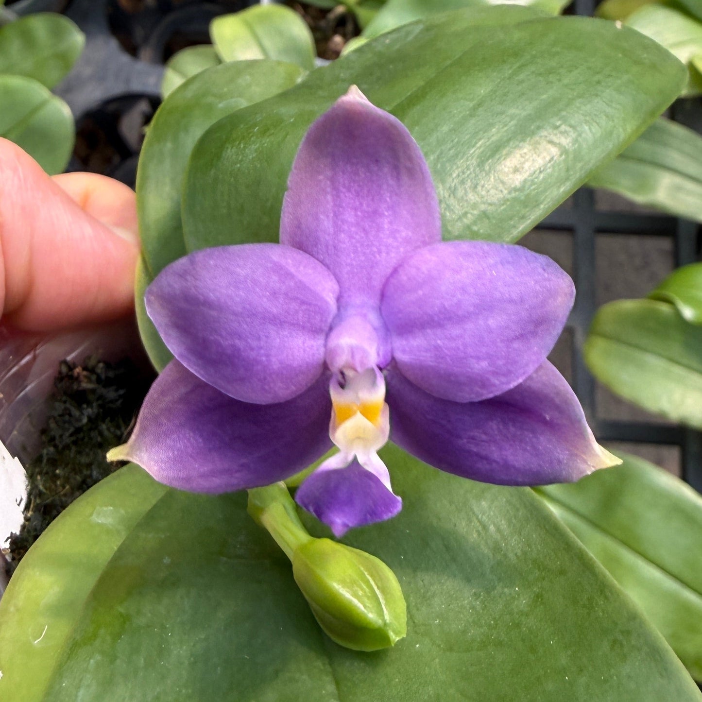 Phalaenopsis violacea f. indigo x sib - Seed Grown
