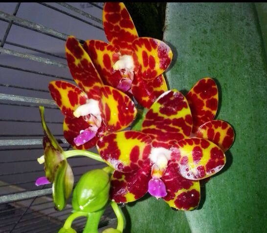 Phalaenopsis Jong's Gigan Cherry 'Prince' AM/AOS
