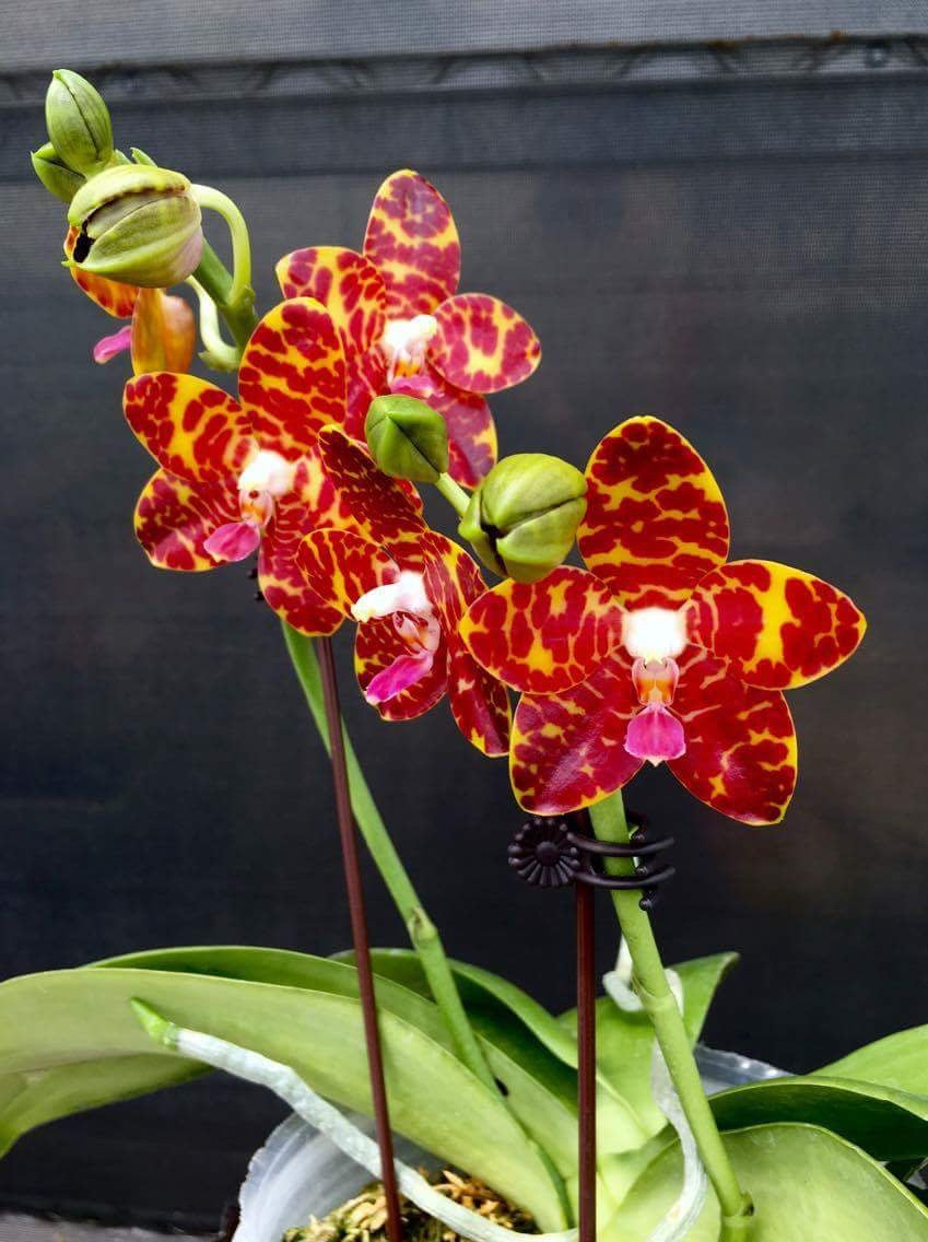 Phalaenopsis Jong's Gigan Cherry 'Prince' AM/AOS