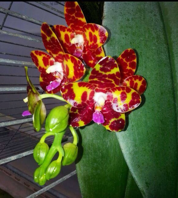 Phalaenopsis Jong's Gigan Cherry 'Prince' AM/AOS