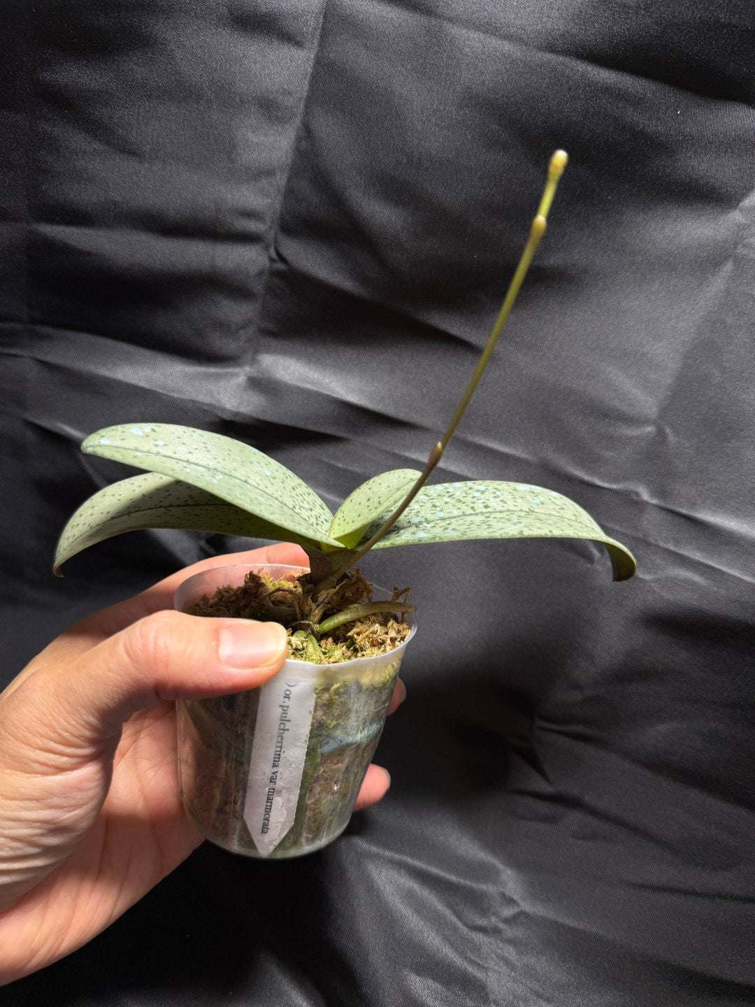 Phalaenopsis (Doritis) pulcherrima var. Marmorata - seed grown 260703 Spiking