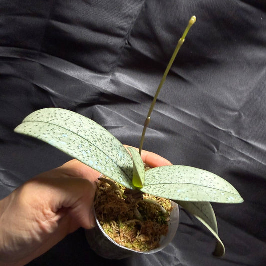 Phalaenopsis (Doritis) pulcherrima var. Marmorata - seed grown 260703 Spiking