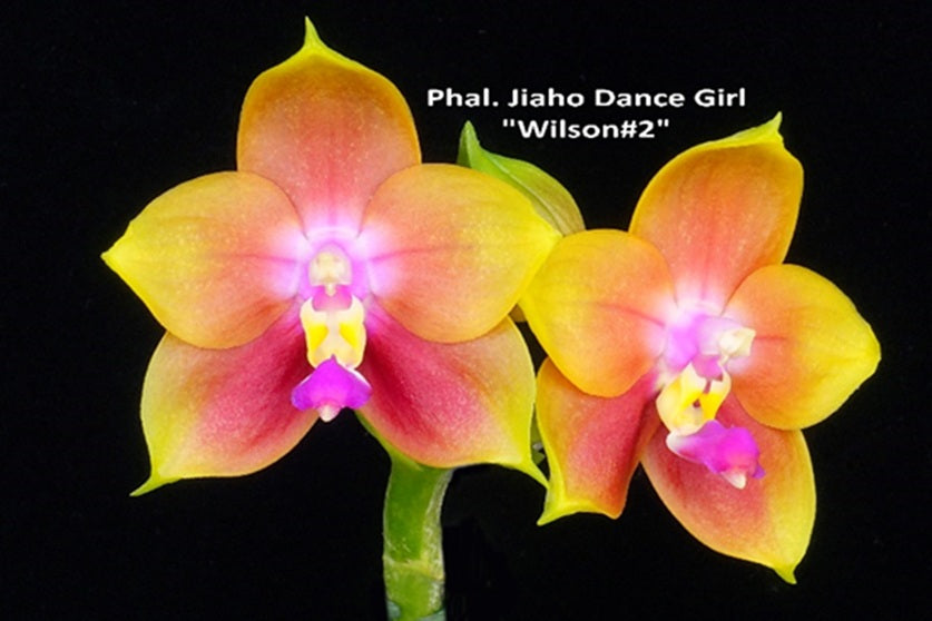 Phalaenopsis Jiaho Dance Girl 'Wilson#2'