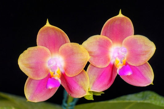 Phalaenopsis Joy Spring Canary 'Orange' Fragrant