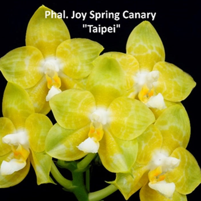 Phalaenopsis Joy Spring Canary 'Taipei' AM/AOS