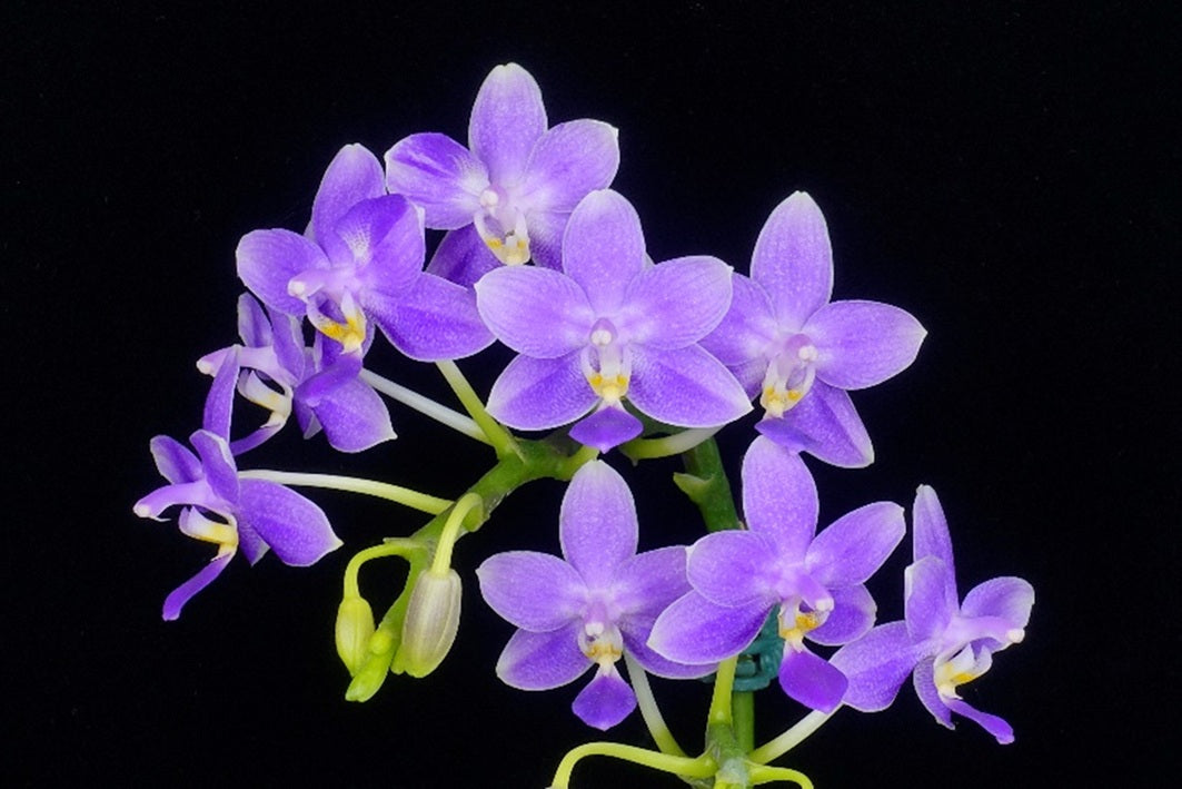 Phalaenopsis Jiaho Blueberry (Clone) Fragrant