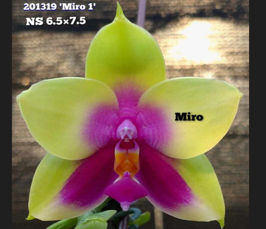 Phalaenopsis Yin's Bellina Queen 'Miro'