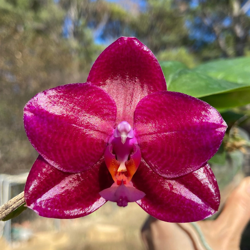 Phalaenopsis Mituo King 'Big Pink' Very Fragrant