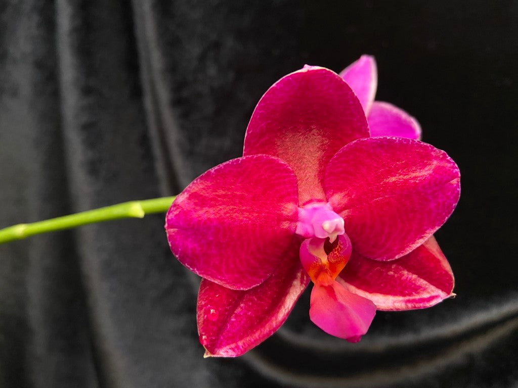 Phalaenopsis Mituo King 'Big Pink' Very Fragrant