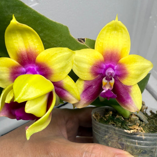 Phalaenopsis Meidarland Kaiulani 'Miro' 250820 Flowering