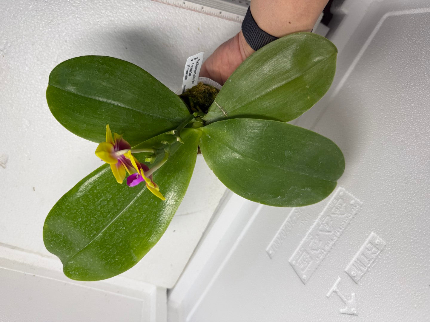 Phalaenopsis Meidarland Kaiulani 'Miro' 250915 Flowering Large plant