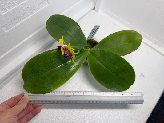 Phalaenopsis Meidarland Kaiulani 'Miro' 250915 Flowering Large plant