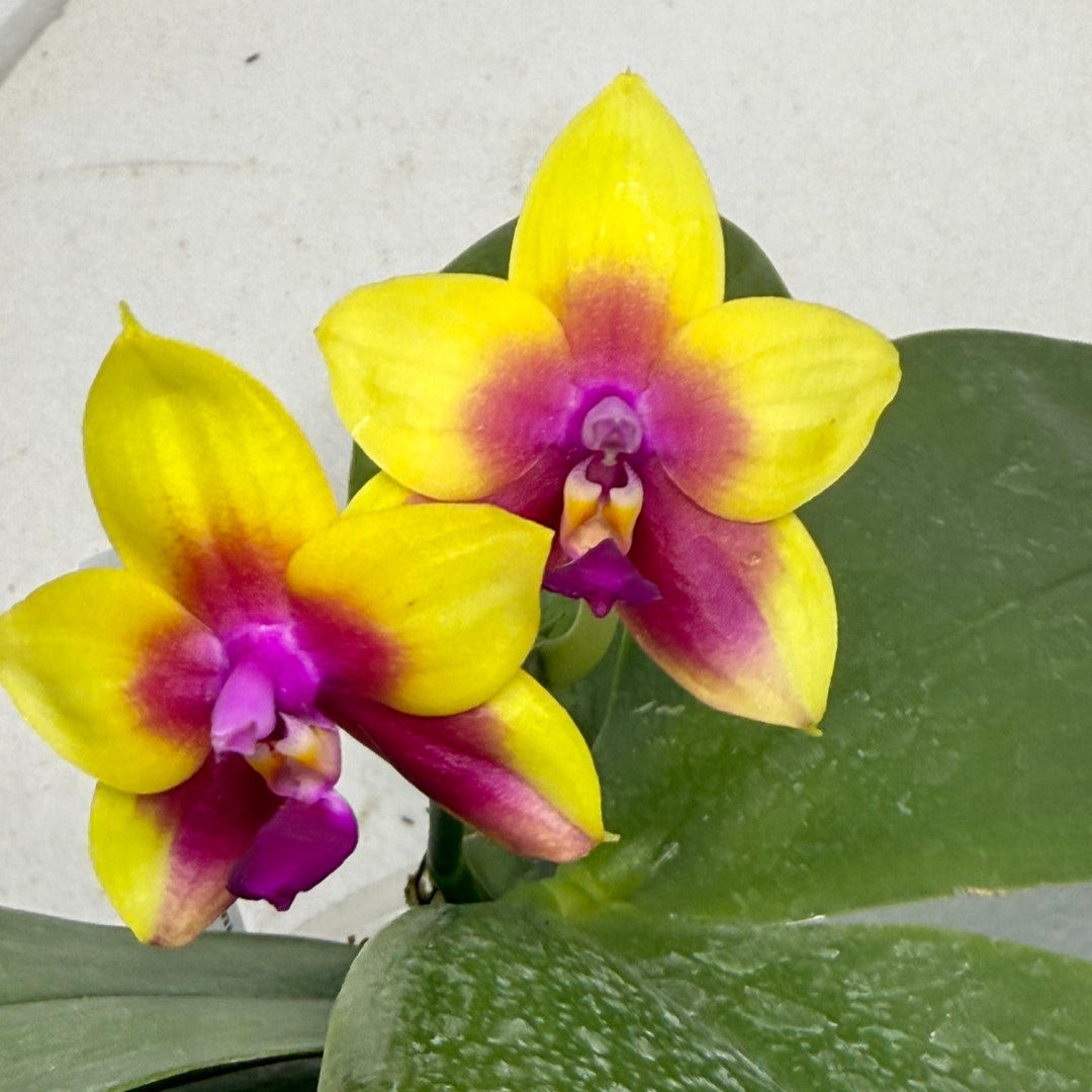 Phalaenopsis Meidarland Kaiulani 'Miro' 250915 Flowering Large plant