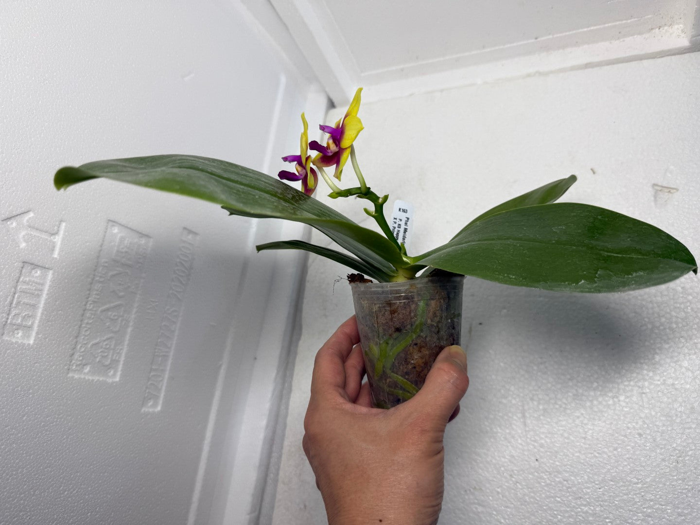 Phalaenopsis Meidarland Kaiulani 'Miro' 250915 Flowering Large plant