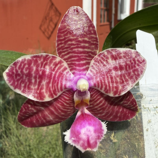 Phalaenopsis (KS Super Zebra X lueddemanniana) 250916 Flowering