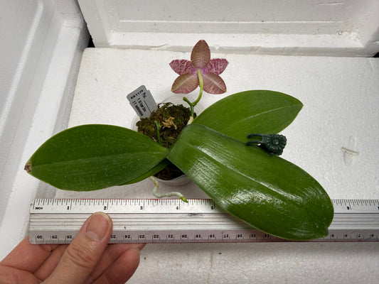 Phalaenopsis (KS Super Zebra X lueddemanniana) 250916 Flowering