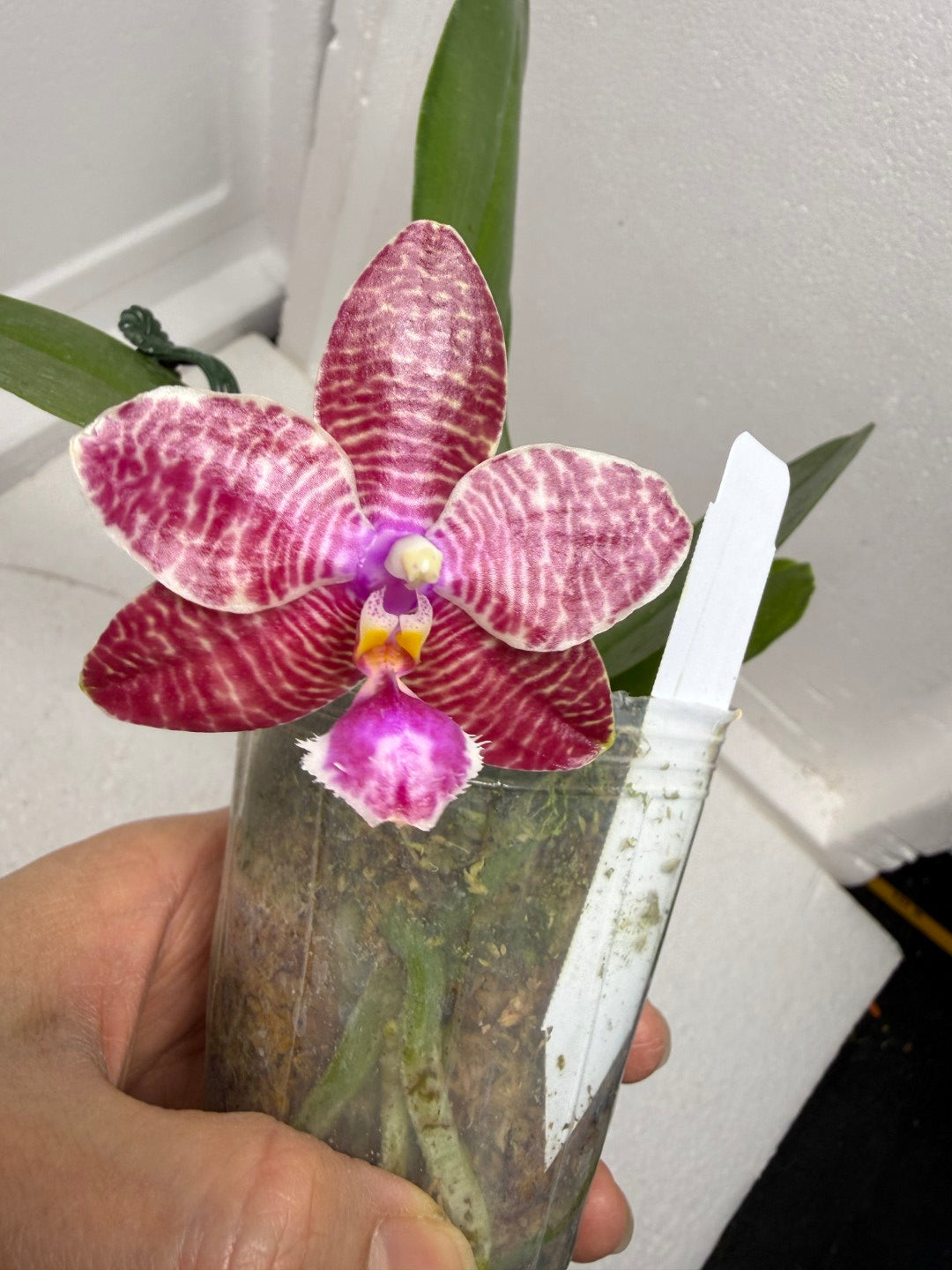 Phalaenopsis (KS Super Zebra X lueddemanniana) 250916 Flowering