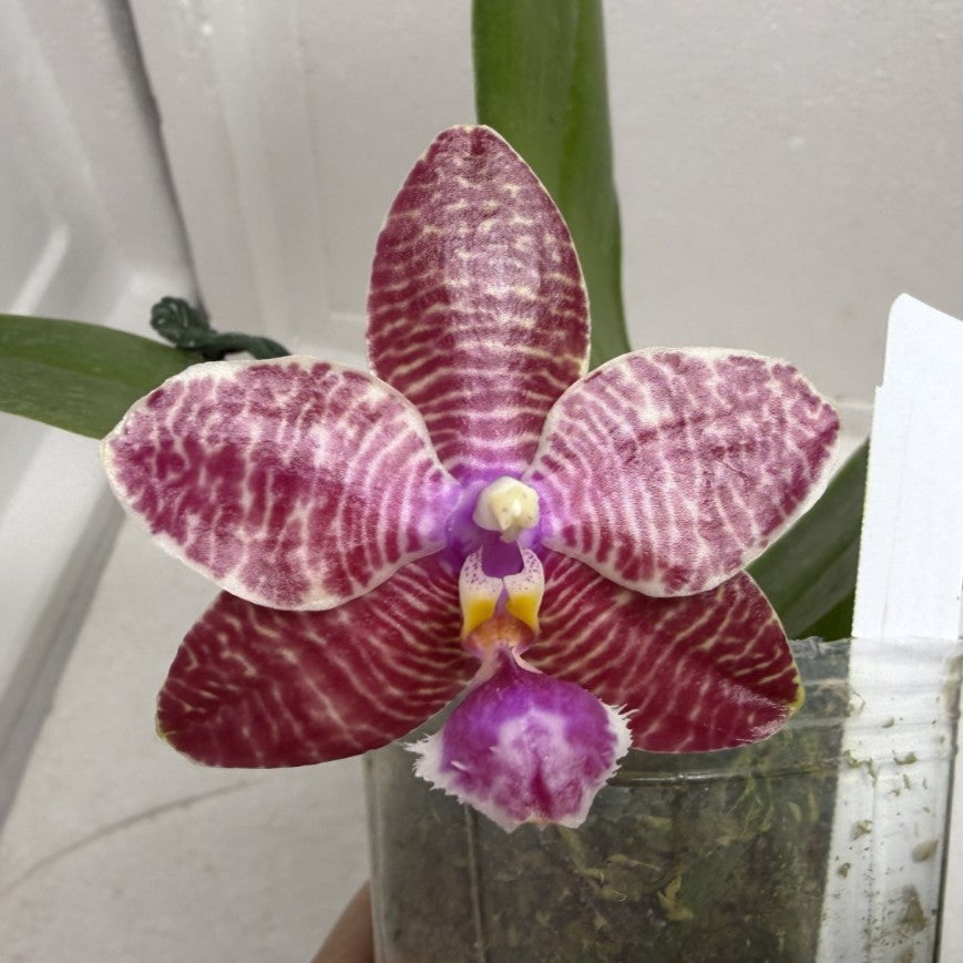 Phalaenopsis (KS Super Zebra X lueddemanniana) 250916 Flowering