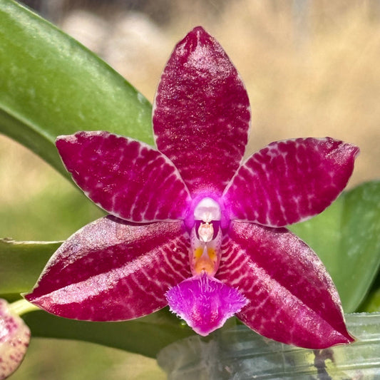 Phalaenopsis (KS Super Zebra X lueddemanniana) 260301 Flowering