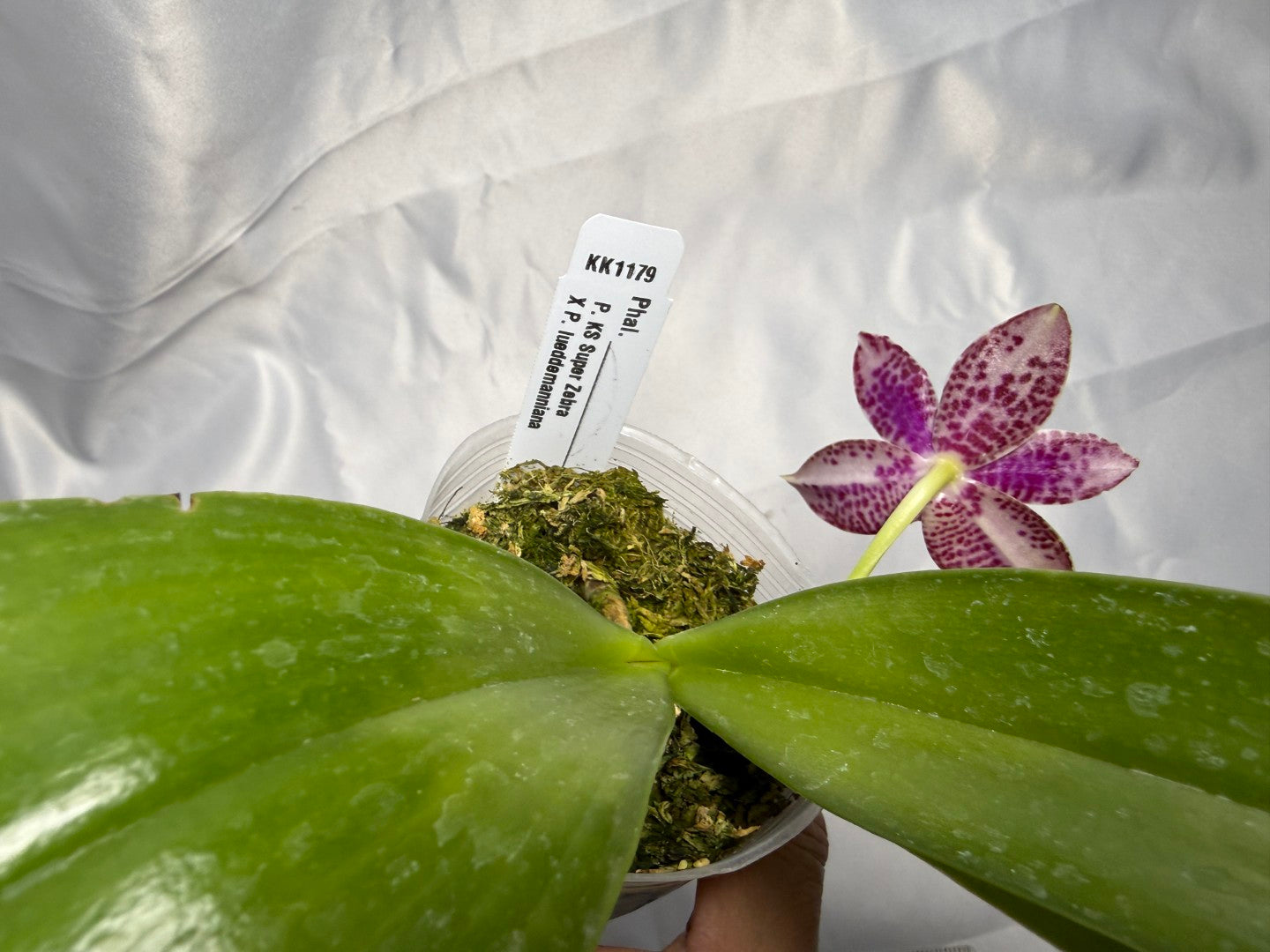 Phalaenopsis (KS Super Zebra X lueddemanniana) 260301 Flowering