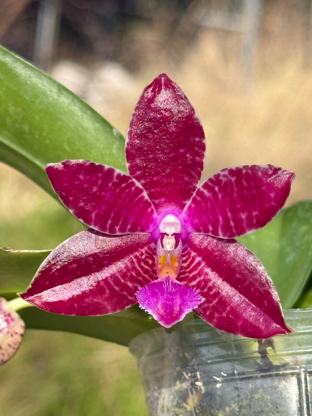 Phalaenopsis (KS Super Zebra X lueddemanniana) 260301 Flowering