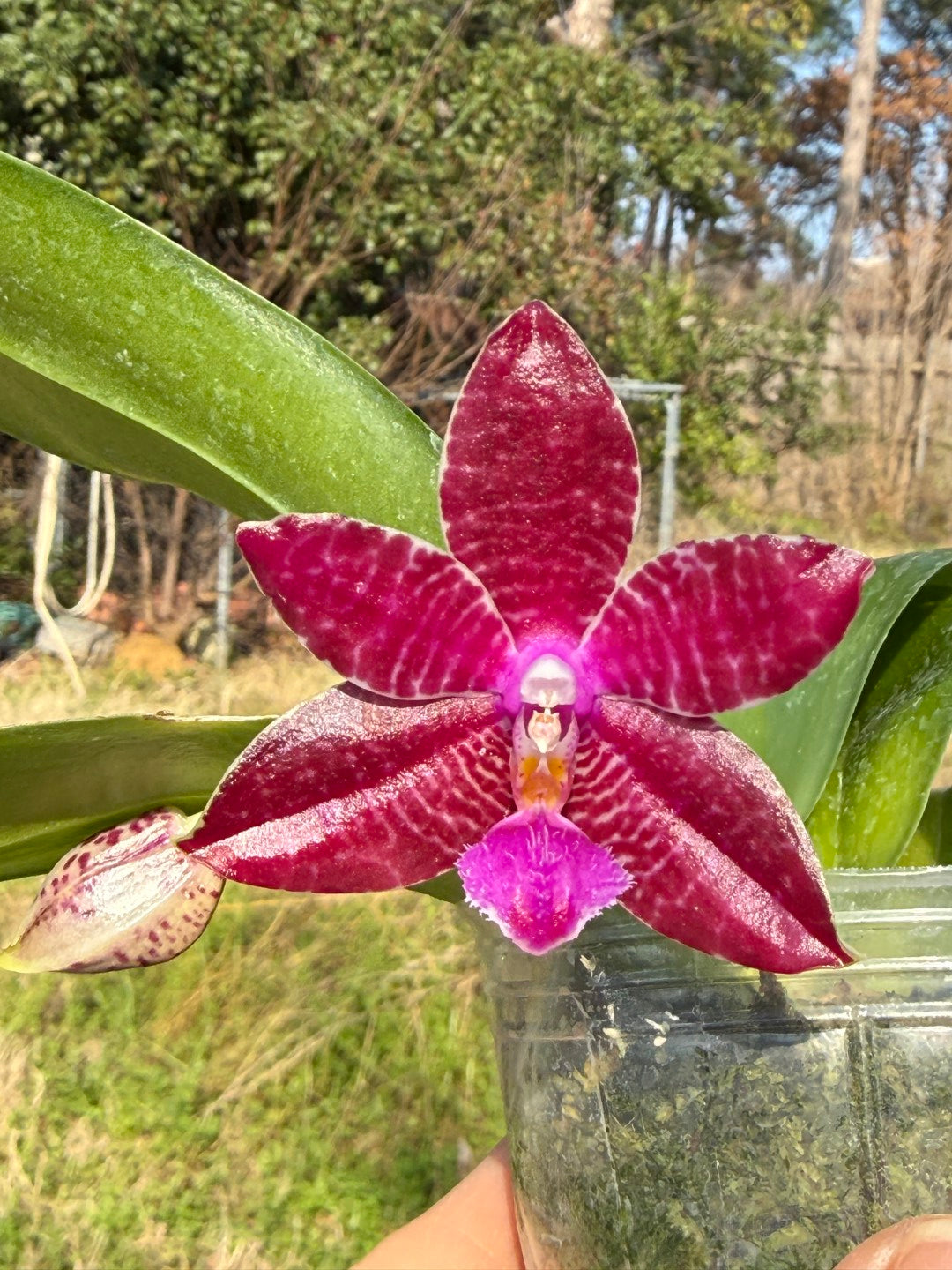 Phalaenopsis (KS Super Zebra X lueddemanniana) 260301 Flowering