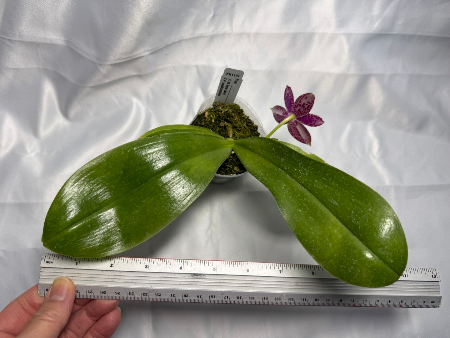 Phalaenopsis (KS Super Zebra X lueddemanniana) 260301 Flowering